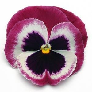 Виола крупноцветковая Матрикс Роуз Винг (100 шт)