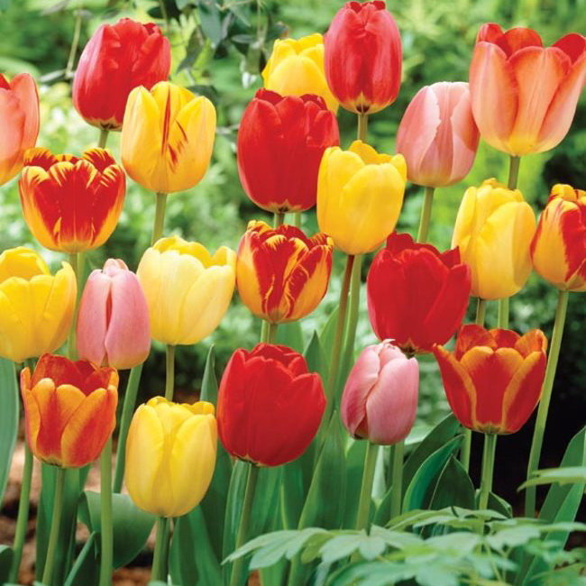 Тюльпан Простой Ранний смесь (Tulipa Earle mixed), 5 шт