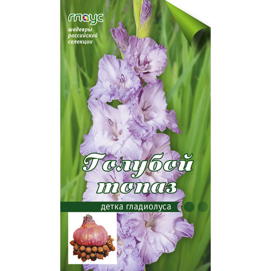 Гладиолус Голубой Топаз (детка)