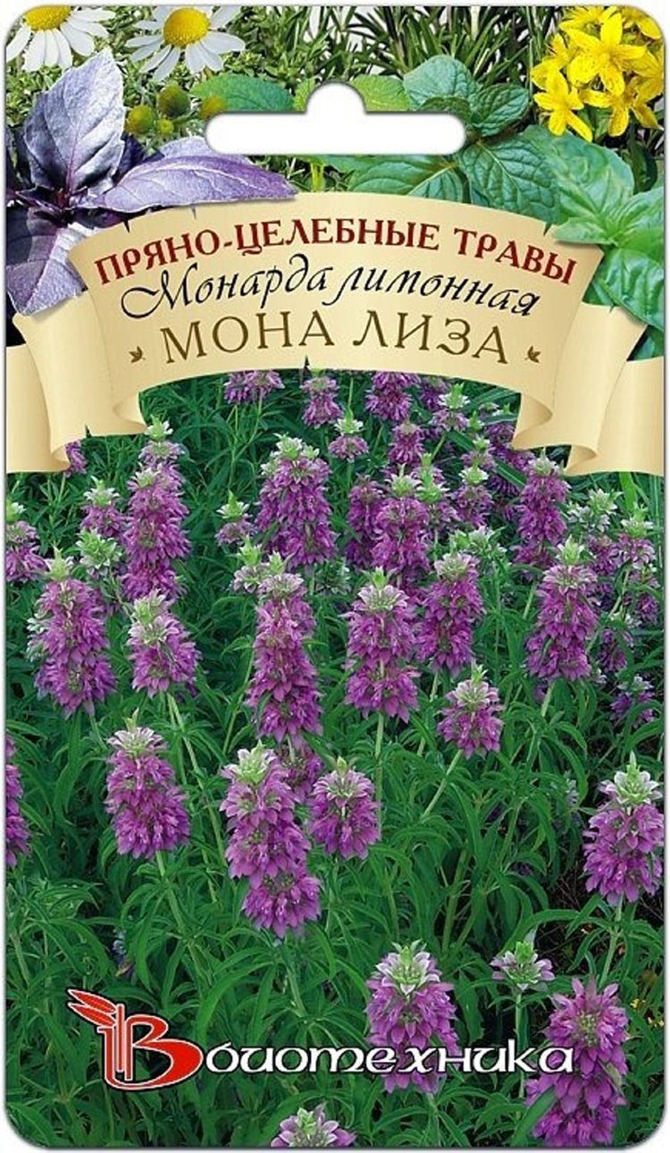 Купить Семена Монарды Многолетней В Интернет Магазине