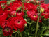 Ранункулюс азиатский Авив Ред (Ranunculus Aviv RED), 15 шт (разбор 7/8)