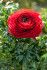 Ранункулюс азиатский Авив Ред (Ranunculus Aviv RED), 15 шт (разбор 7/8)