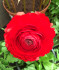 Ранункулюс азиатский Авив Ред (Ranunculus Aviv RED), 15 шт (разбор 7/8)
