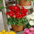 Ранункулюс азиатский Авив Ред (Ranunculus Aviv RED), 15 шт (разбор 7/8)