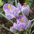 Крокус Пиквик (Crocus Pickwick), 10 шт (разбор 9/10)