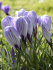 Крокус Пиквик (Crocus Pickwick), 10 шт (разбор 9/10)