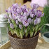 Крокус Пиквик (Crocus Pickwick), 10 шт (разбор 9/10)
