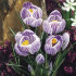 Крокус Пиквик (Crocus Pickwick), 10 шт (разбор 9/10)