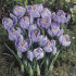 Крокус Пиквик (Crocus Pickwick), 10 шт (разбор 9/10)