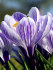 Крокус Пиквик (Crocus Pickwick), 10 шт (разбор 9/10)