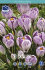 Крокус Пиквик (Crocus Pickwick), 10 шт (разбор 9/10)