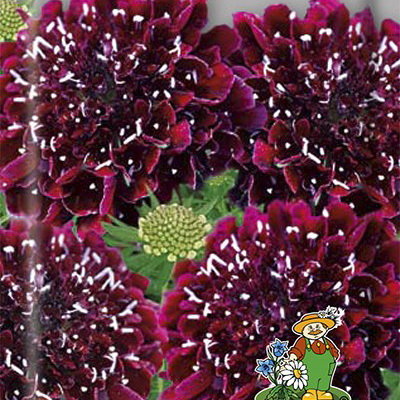Купить семена Скабиоза тёмно-пурпурная Бордовая в магазине Первые Семена поцене 20 руб.