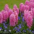 Гиацинт Ибис (Hyacinthus Ibis), 5 шт (разбор 16/17)
