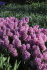 Гиацинт Ибис (Hyacinthus Ibis), 5 шт (разбор 16/17)
