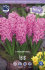Гиацинт Ибис (Hyacinthus Ibis), 5 шт (разбор 16/17)