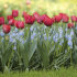 Тюльпан Абба (Tulipa Abba), 5 шт (разбор 11/12)
