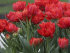 Тюльпан Абба (Tulipa Abba), 5 шт (разбор 11/12)