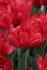 Тюльпан Абба (Tulipa Abba), 5 шт (разбор 11/12)