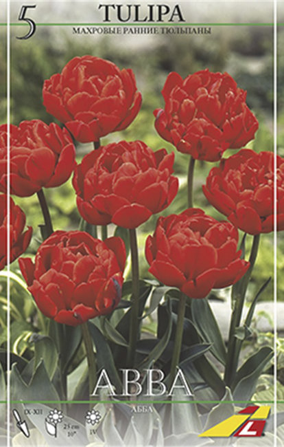 Тюльпан Абба (Tulipa Abba), 5 шт (разбор 11/12)
