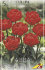 Тюльпан Абба (Tulipa Abba), 5 шт (разбор 11/12)