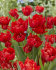 Тюльпан Абба (Tulipa Abba), 5 шт (разбор 11/12)