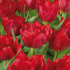 Тюльпан Абба (Tulipa Abba), 5 шт (разбор 11/12)