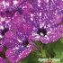 Петуния Фиолетовый леопард F1