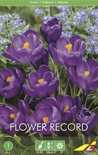 Крокус Флауер Рекорд (Crocus Flower Record), 10 шт (разбор 9/10)