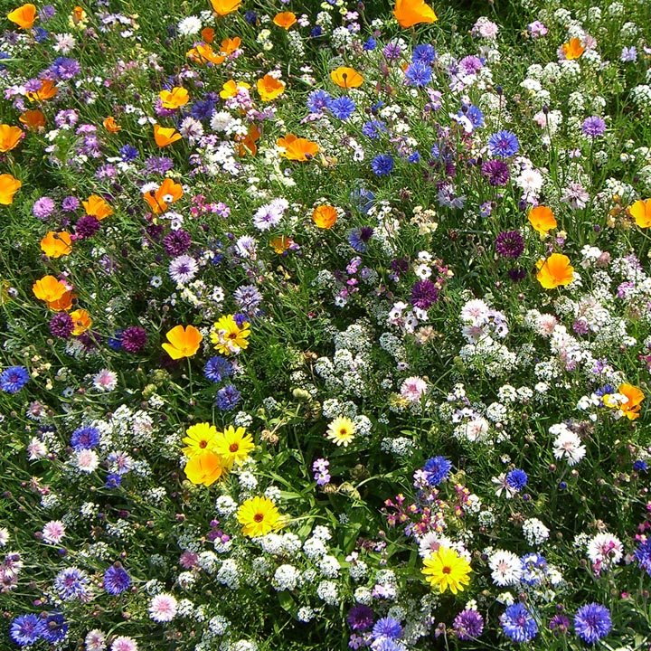 цветочный газон фото