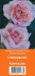 Роза Компашен (Compassion), 1 шт