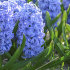 Гиацинт Скай Джекет (Hyacinthus Sky Jacket), 5 шт (разбор 16/17)