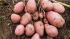 Картофель семенной 26-29 Роза (2 кг)