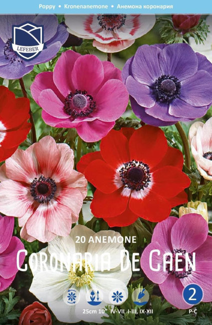 Анемона корончатая Де Каен (Anemone coronaria de Caen Mixed), смесь 20 шт