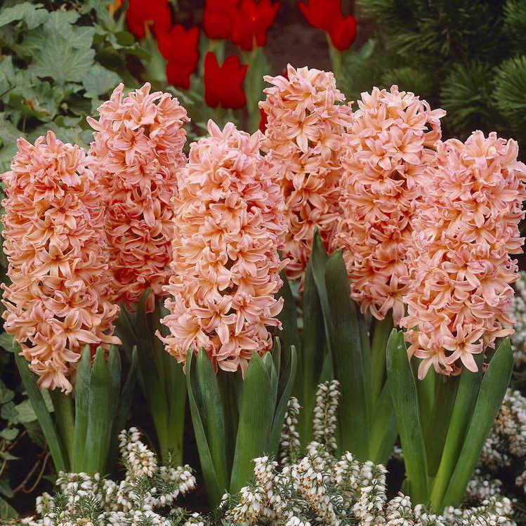 Гиацинт Hyacinthus Mix