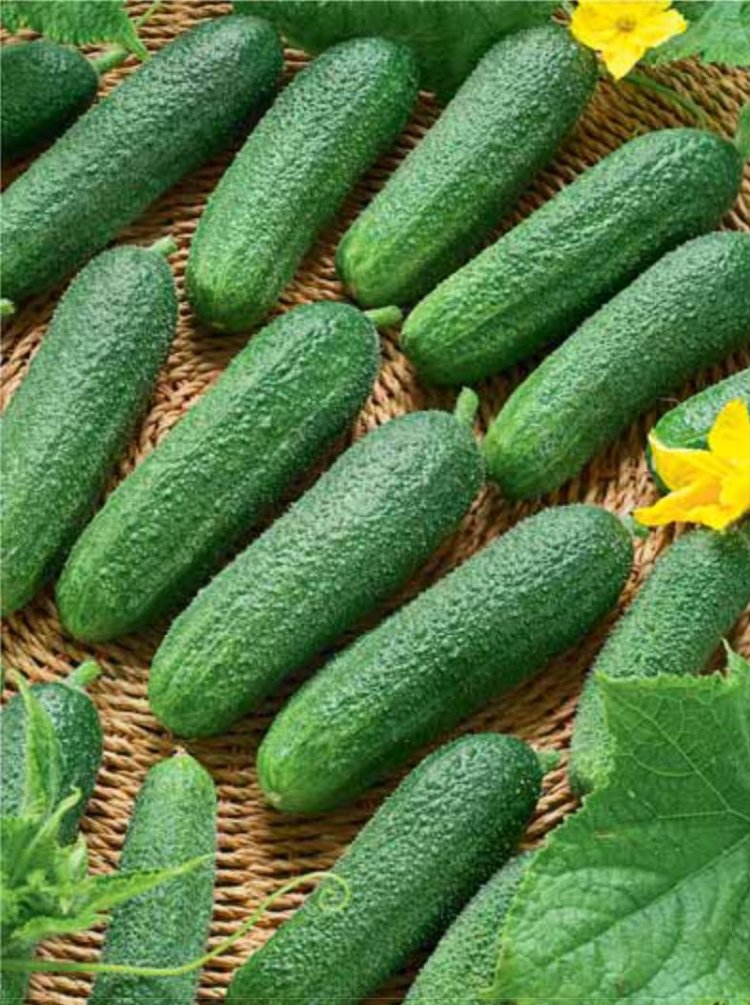Огурцы Какие Лучше Купить Семена