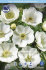 Анемона корончатая Брайд (Anemone coronaria Bride), 20 шт