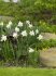 Нарцисс Маунт Худ (Narcissus Mount Hood), 5 шт (разбор 12/14)