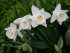 Нарцисс Маунт Худ (Narcissus Mount Hood), 5 шт (разбор 12/14)