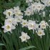 Нарцисс Маунт Худ (Narcissus Mount Hood), 5 шт (разбор 12/14)
