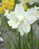 Нарцисс Маунт Худ (Narcissus Mount Hood), 5 шт (разбор 12/14)