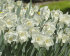 Нарцисс Маунт Худ (Narcissus Mount Hood), 5 шт (разбор 12/14)