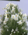 Нарцисс Маунт Худ (Narcissus Mount Hood), 5 шт (разбор 12/14)