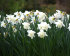 Нарцисс Маунт Худ (Narcissus Mount Hood), 5 шт (разбор 12/14)
