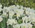 Нарцисс Маунт Худ (Narcissus Mount Hood), 5 шт (разбор 12/14)