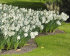 Нарцисс Маунт Худ (Narcissus Mount Hood), 5 шт (разбор 12/14)