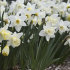 Нарцисс Маунт Худ (Narcissus Mount Hood), 5 шт (разбор 12/14)