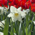 Нарцисс Маунт Худ (Narcissus Mount Hood), 5 шт (разбор 12/14)