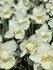 Нарцисс Маунт Худ (Narcissus Mount Hood), 5 шт (разбор 12/14)