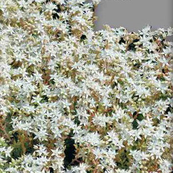 Седум (очиток) белый Белый мох, 0.01 г