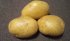Картофель семенной Джувел (2 кг)